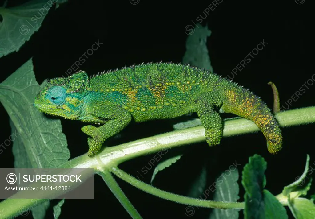 coarse chameleon chamaeleo rudis ngorongoro crater, tanzania.