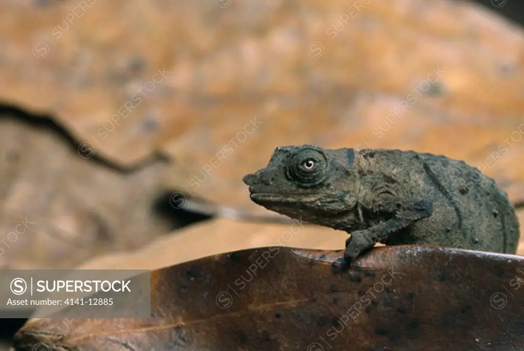 western pygmy chameleon rhampholeon spectrum native to west africa.