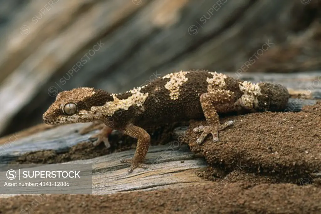 rough-scaled gecko pachydactylus rugosus near kakamas, south africa.