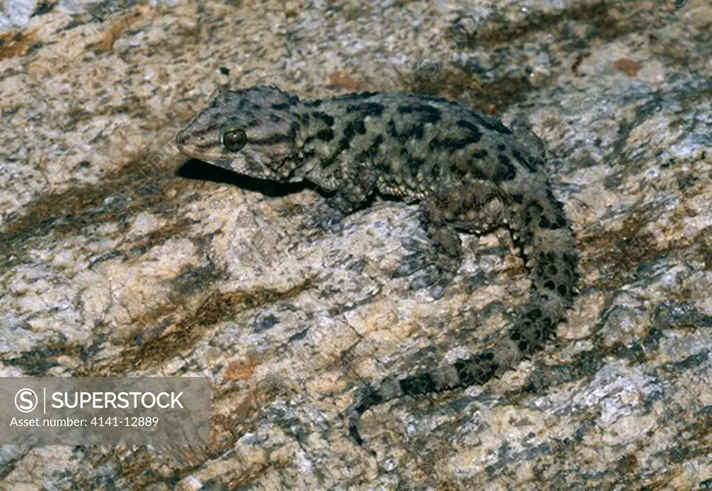 bibron's gecko pachydactylus bibronii springbok, south africa.