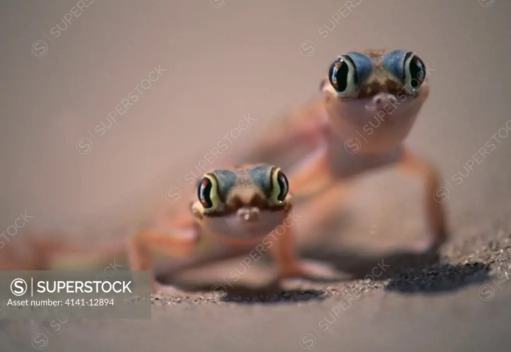 web-footed gecko palmatogecko rangei luderitz, namibia.