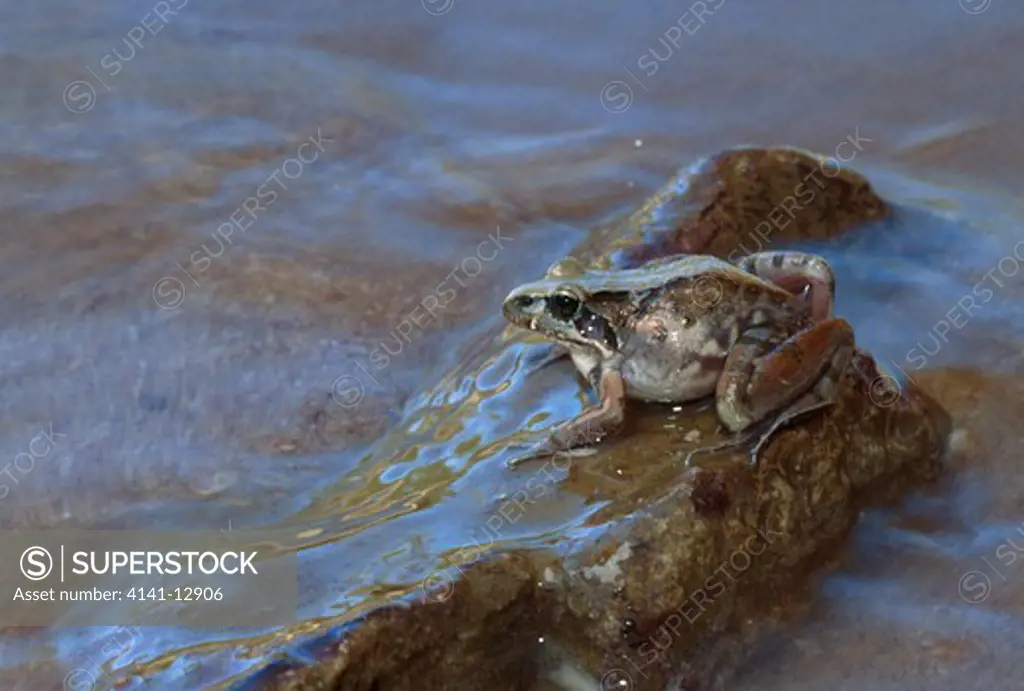 clicking stream frog strongylopus grayii clanwilliam, south africa.