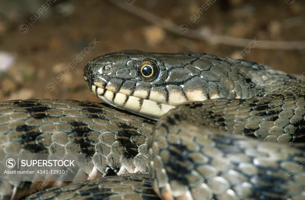dice snake natrix tessellata eastern europe.