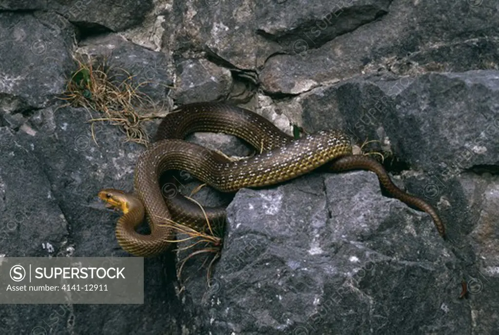 aesculapian snake elaphe longissima central italy.