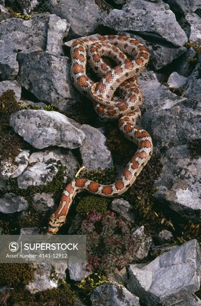 aesculapian snake elaphe situla south eastern europe.