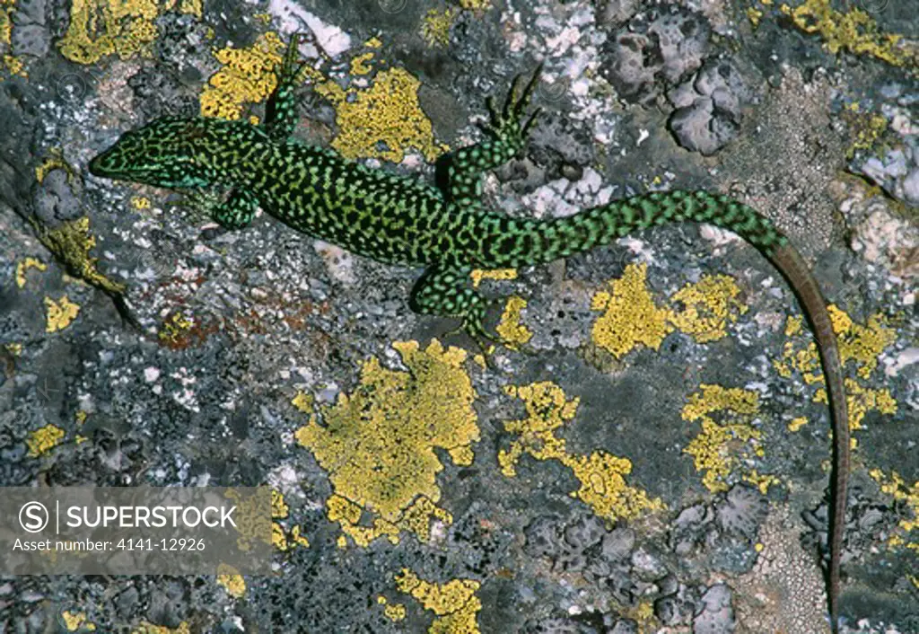 iberian rock lizard lacerta monticola sierra de gredos, spain.