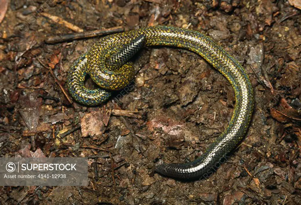 shield-tailed snake family: uropeltidae, undescribed sp. raising its tail to deflect attack away from its head. shield-tailed snakes, >> 
