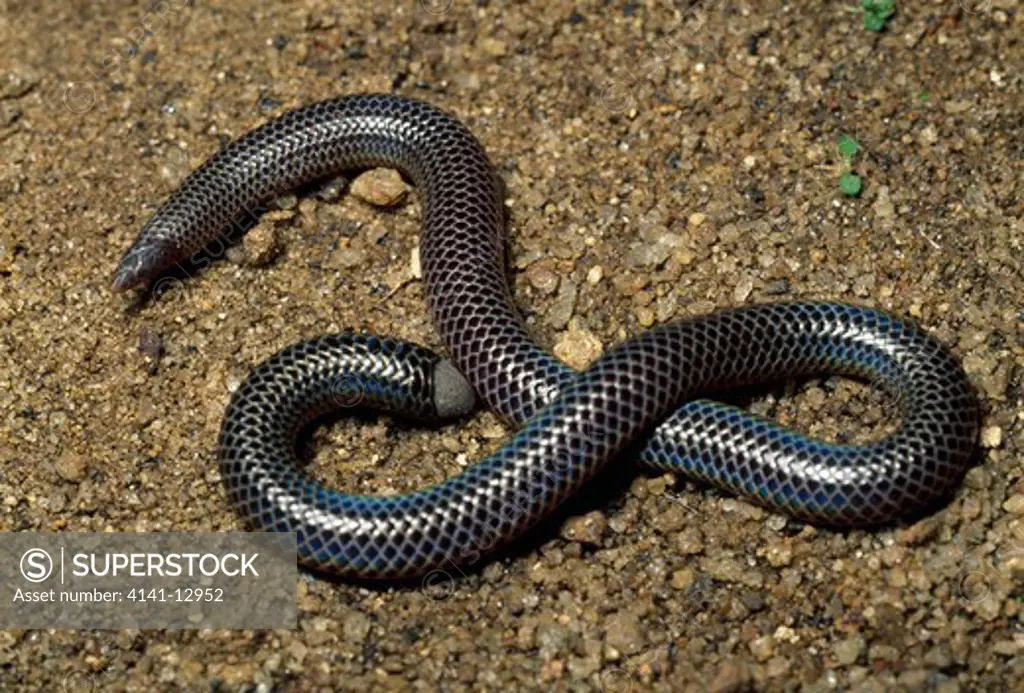 black shield-tailed snake uropeltis melanogaster central hill country, sri lanka. 