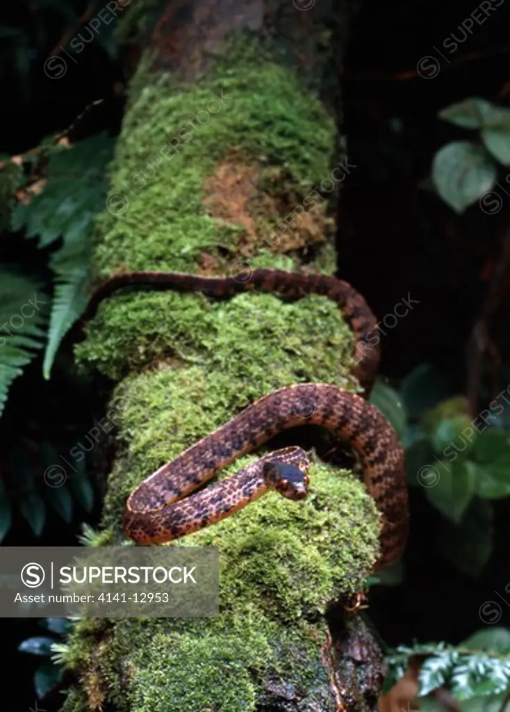 montane snail-eating snake pareas vertebralis bukit larut, malaysia. 