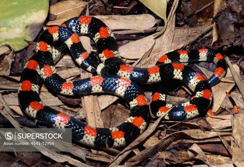 centipede snake or black-banded snake scolecophis atrocinctus central america.