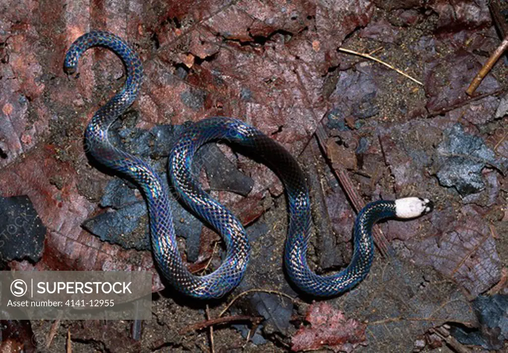 colombian longtail snake or litter snake enuliophis sclateri costa rica. 