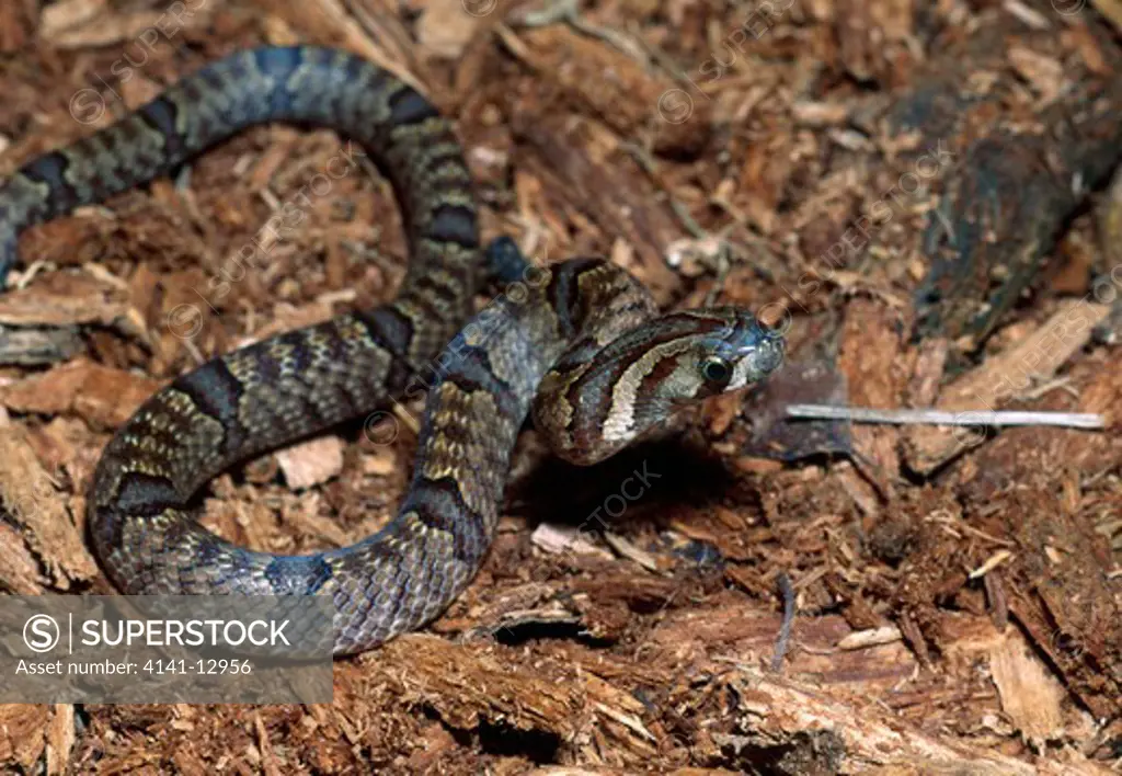 kukri snake oligodon purpurascans south-east asia. 