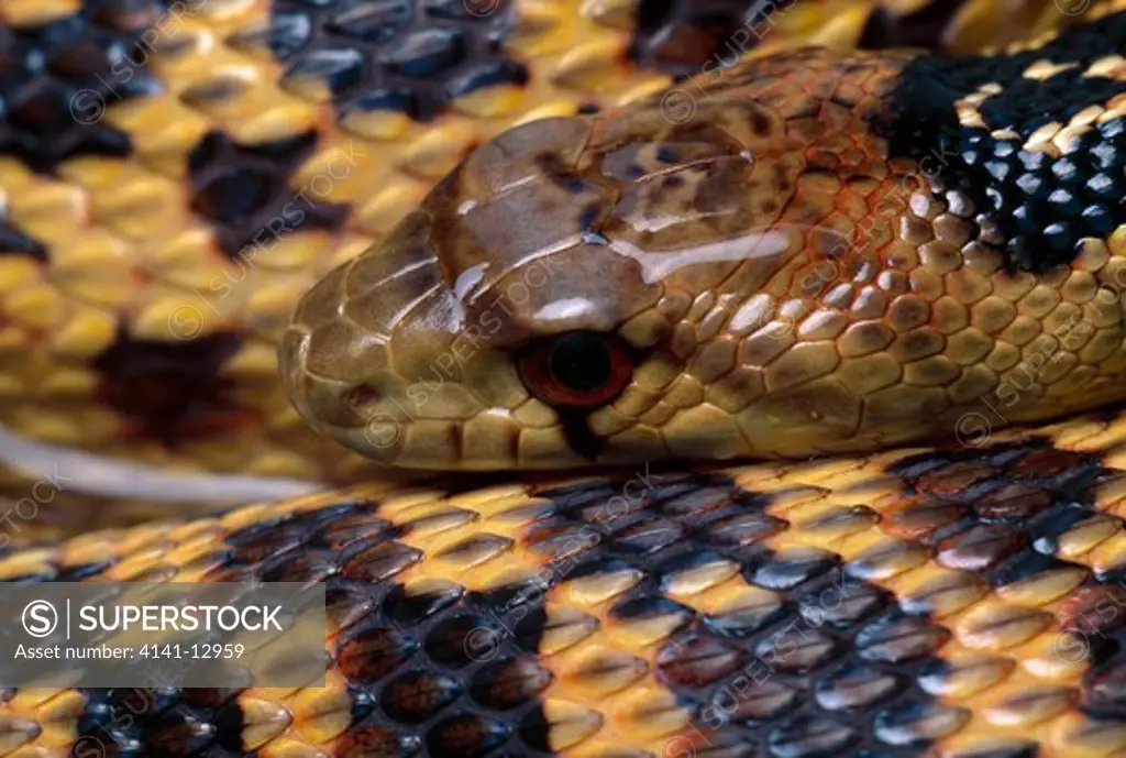 san diego gopher snake pituophis catenifer annectans california, usa.