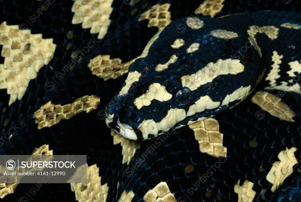 jungle carpet python morelia spilota cheynei queensland, australia.
