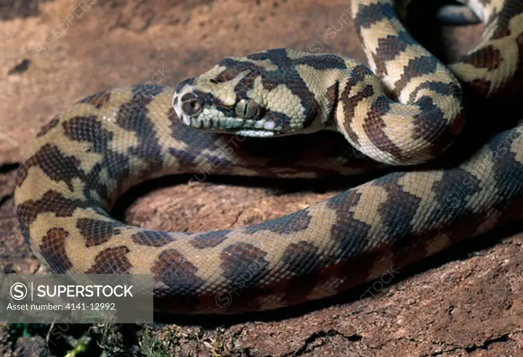 irian jaya carpet python juvenile morelia spilotes indonesia.