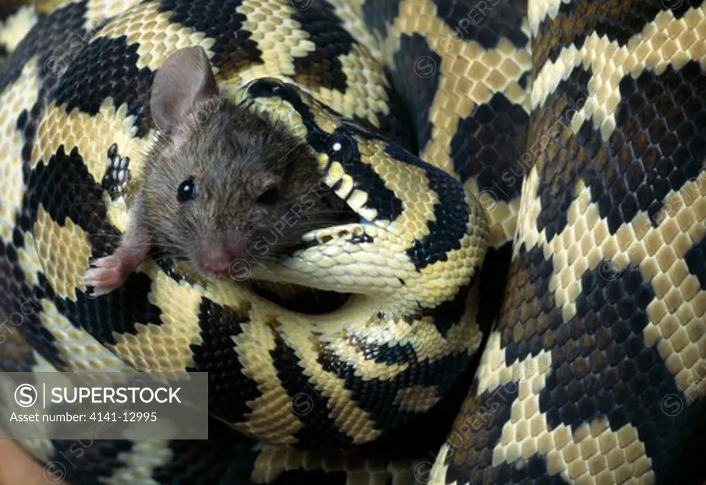 irian jaya carpet python morelia spilotes eating mouse irian jaya, indonesia.