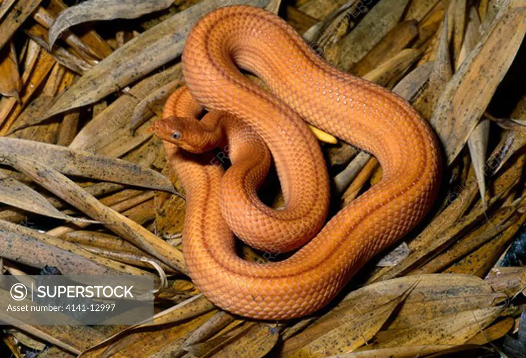 cuban wood snake or cuban dwarf boa tropidophis melanurus orange form. native to cuba. 