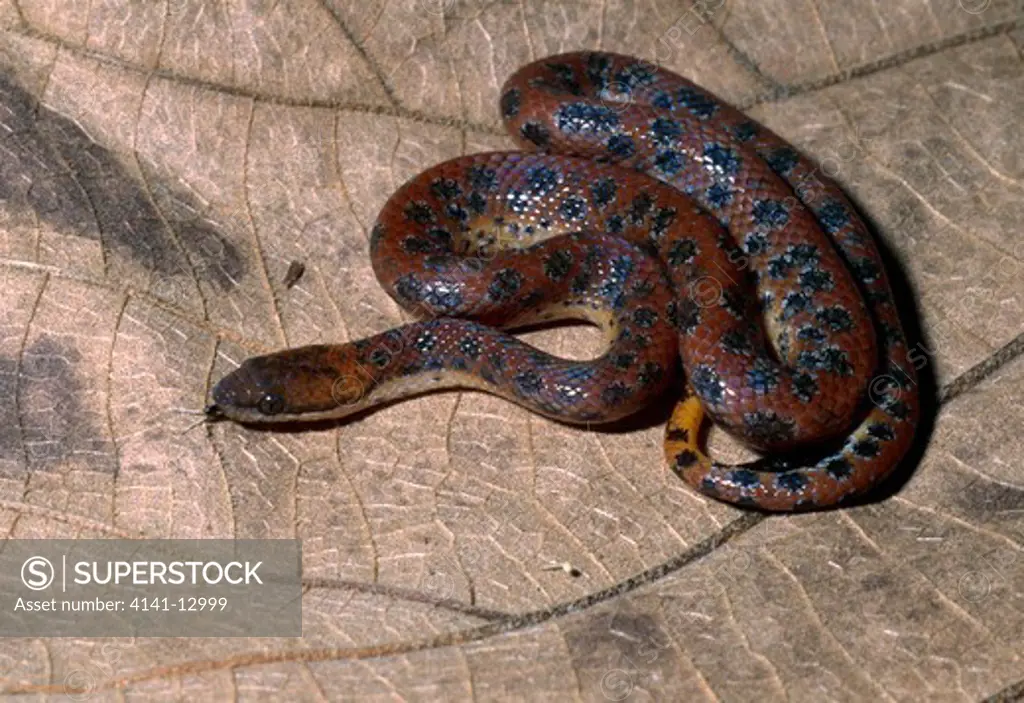 spotted wood snake or leopard dwarf boa tropidophis pardalis native to cuba. 