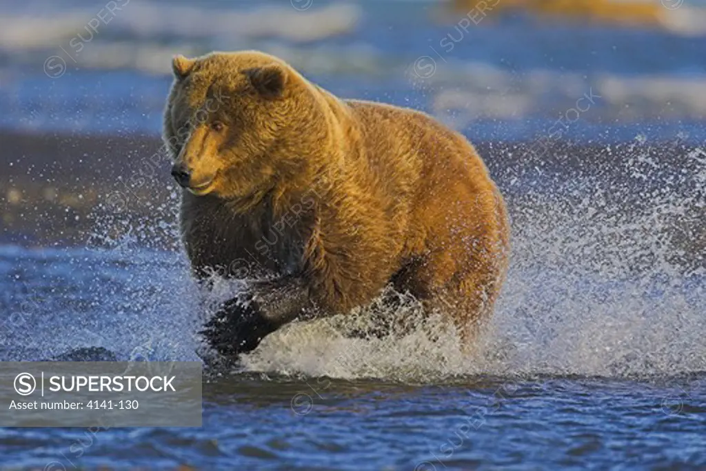 american brown or grizzly bear ursus arctos horribilis fishing for salmon katmai national park, alaska, usa
