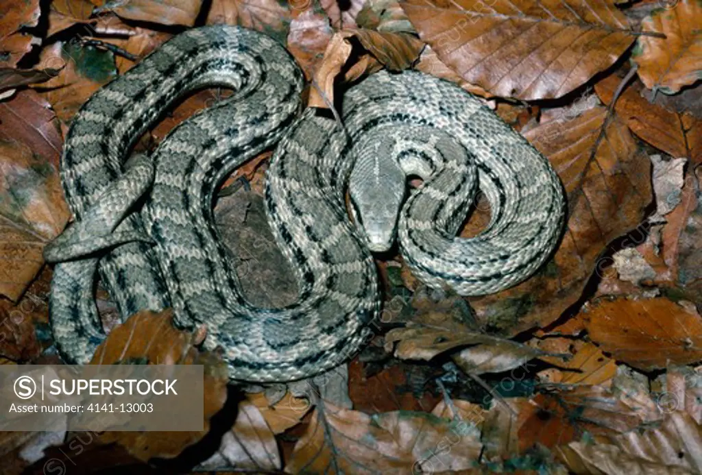 four-lined snake elaphe quatuorlineata italy. 