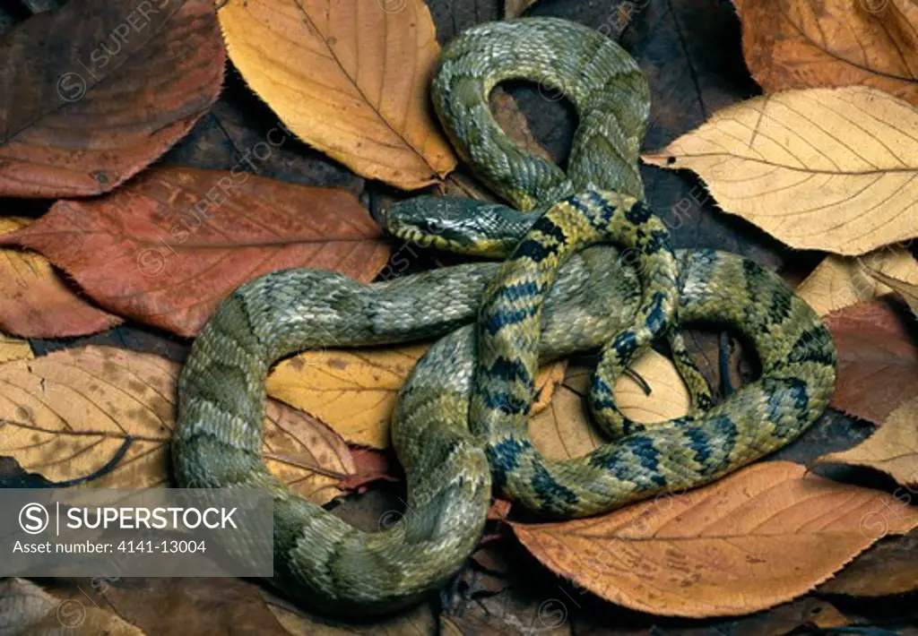 amur rat snake elaphe schrenkii anomala native to russia. 