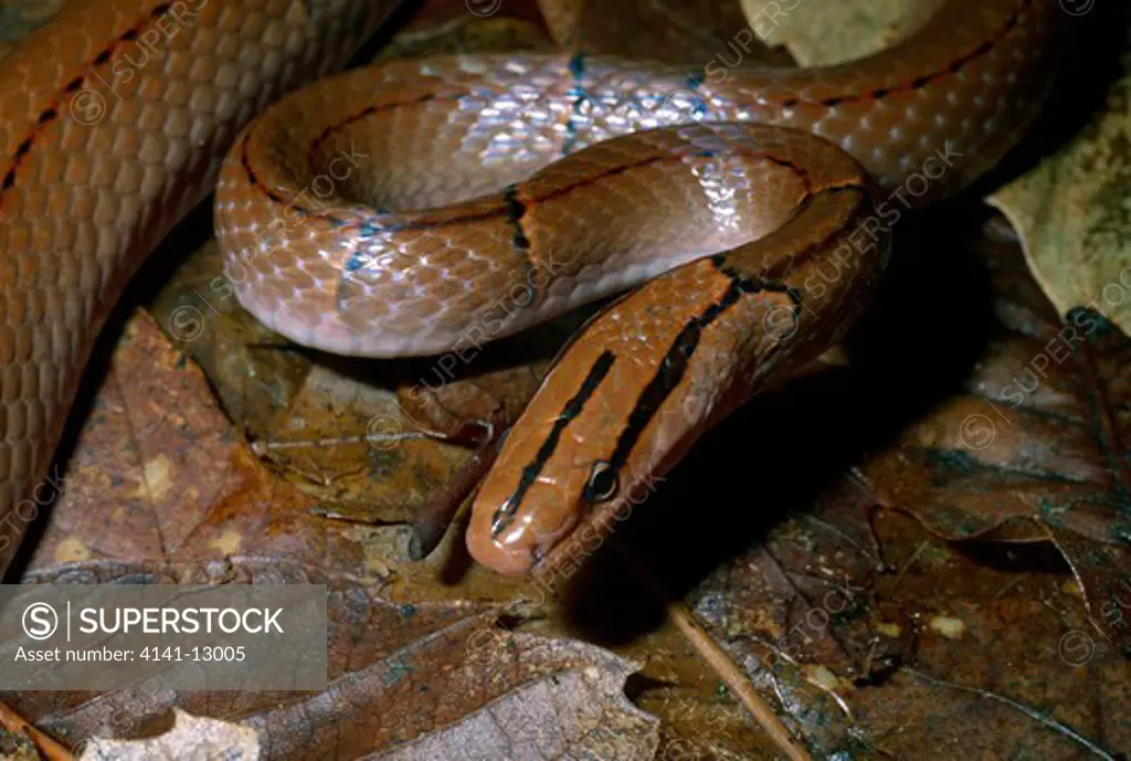 red mountain rat snake oreophis porphyracaea native to south-east asia. 