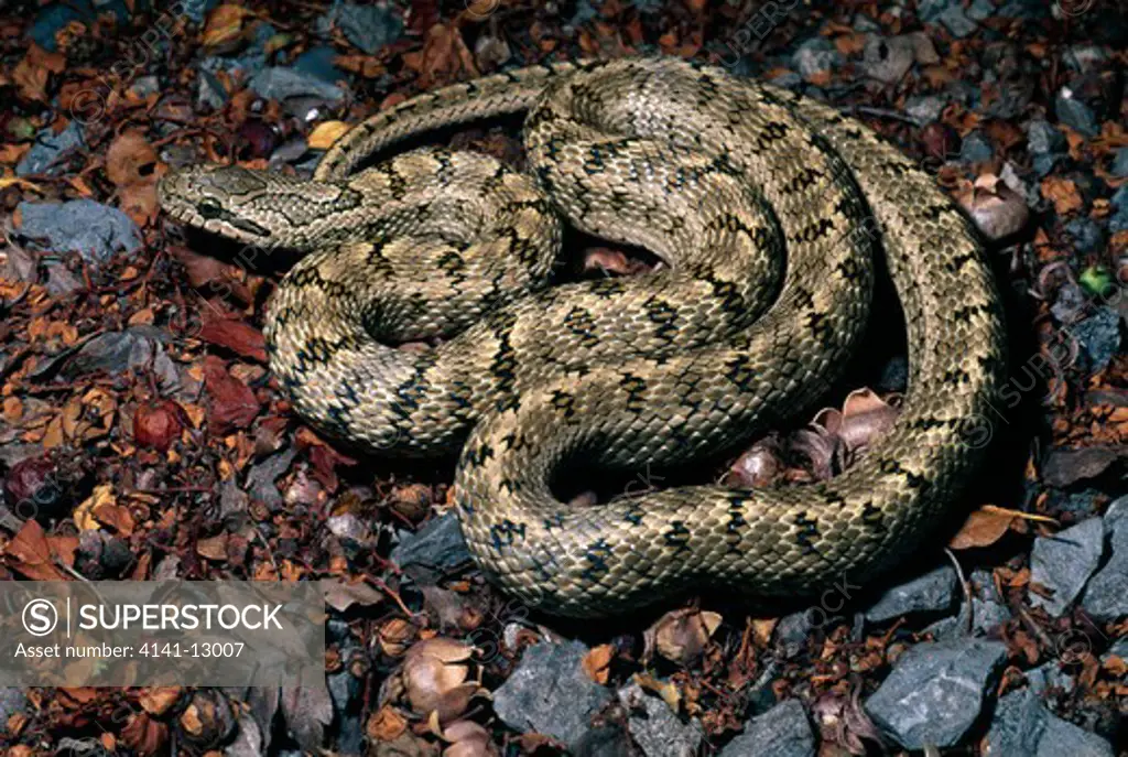 dione's or steppe rat snake elaphe dione west asia.