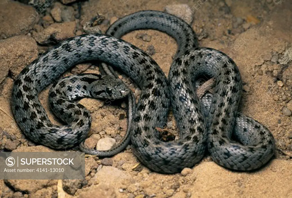 transcaucasian rat snake elaphe hohenhackeri native to west asia & middle east.