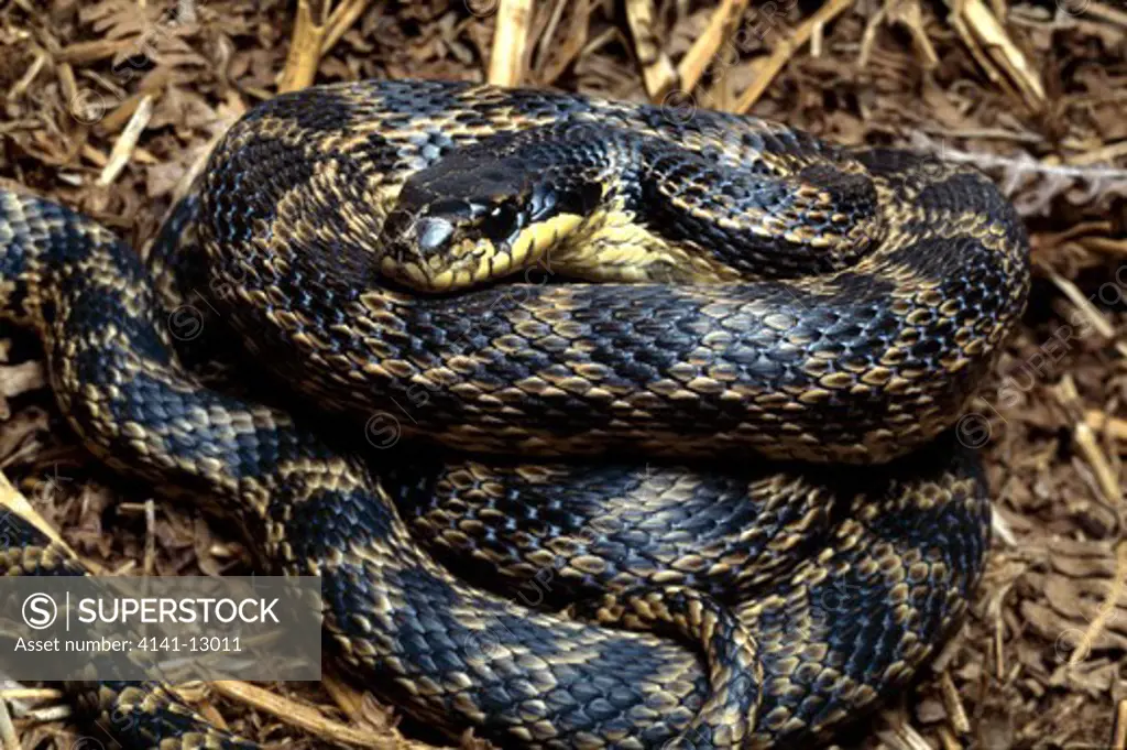 eastern four-lined snake elaphe sauromates greece.