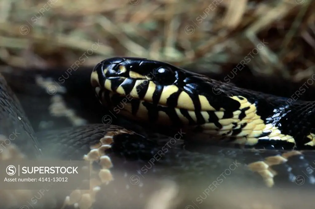 russian rat snake elaphe schrenckii native to central asia.