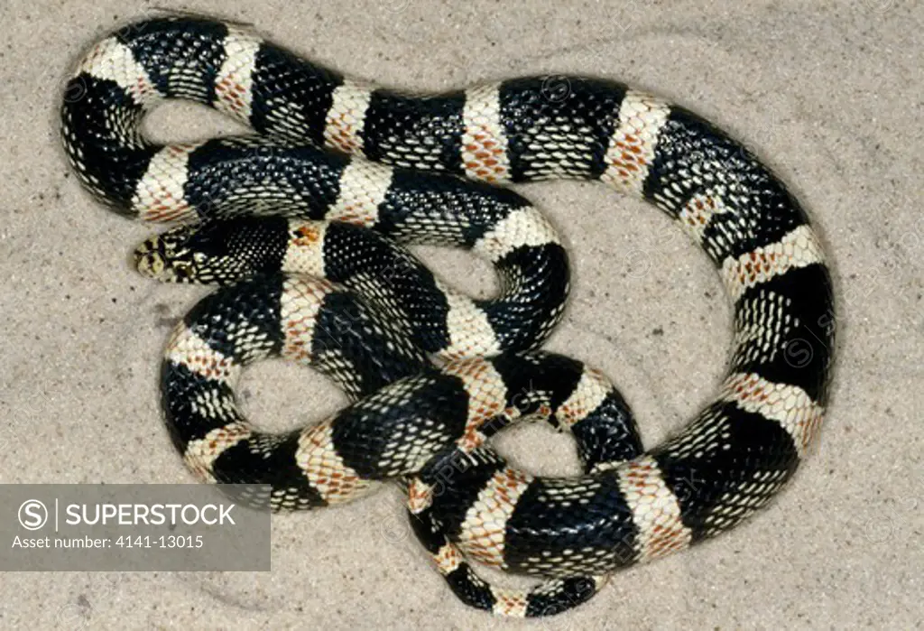 long-nosed snake rhinocheilus lecontei texas, usa. 