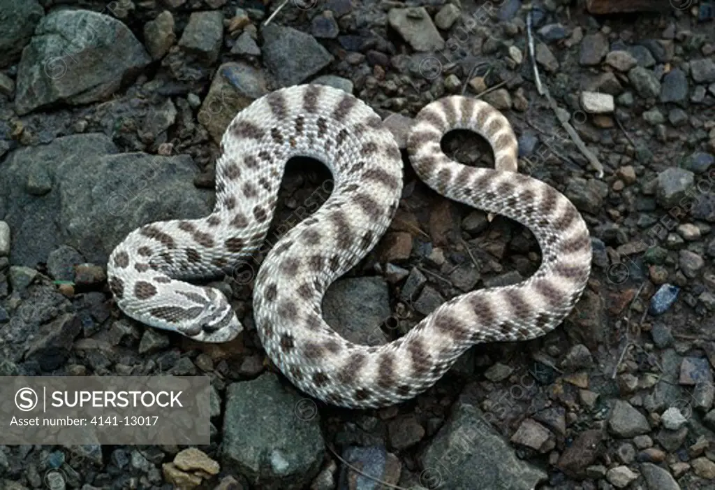 dusty hognose snake heterodon nasicus gloydi texas, usa. 