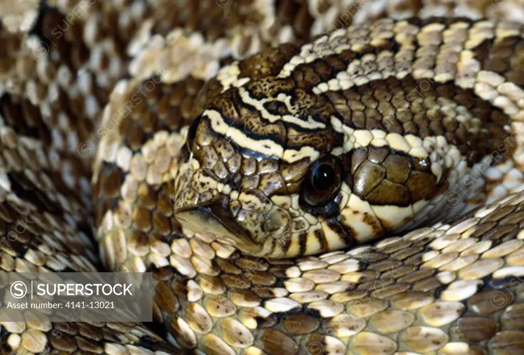 plains hognose snake heterodon nasicus nasicus usa.