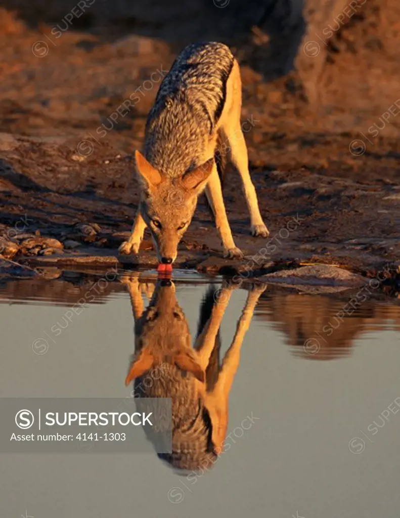 black-backed jackal canis mesomelas drinking at sunrise botswana
