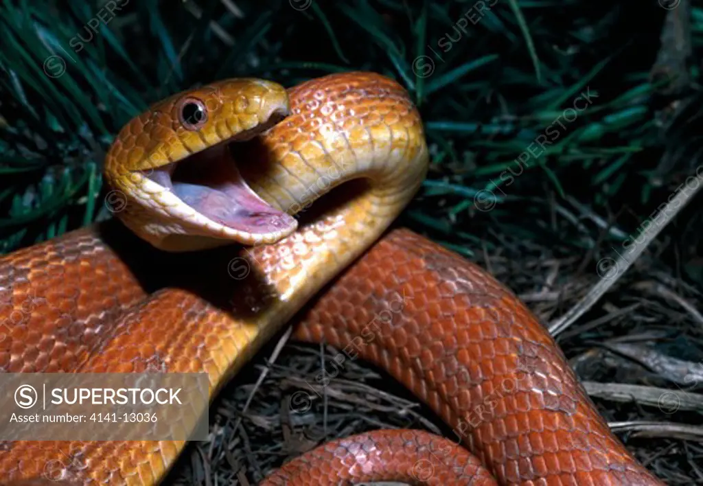 everglades rat snake elaphe obsoleta rossalleni orange form florida, usa. 