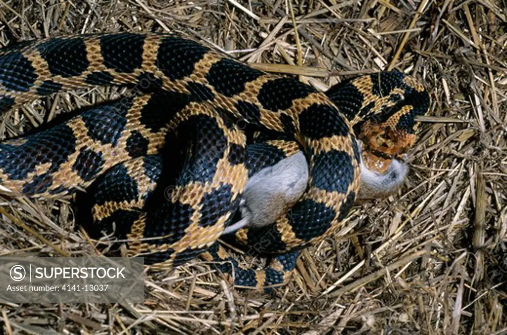 fox snake with rodent prey elaphe vulpina north america.