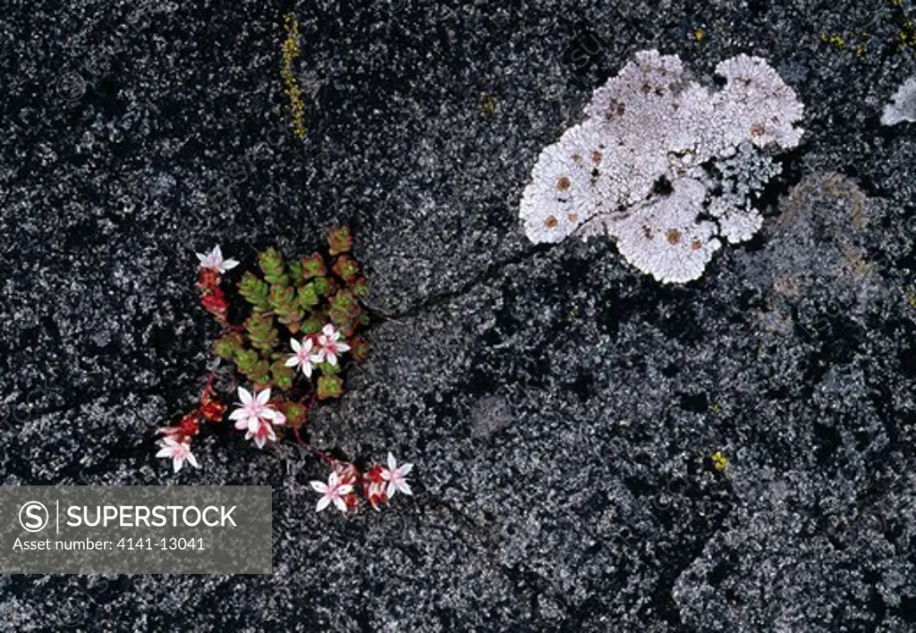 english stonecrop on granite rock sedum anglicum mull, scotland. 