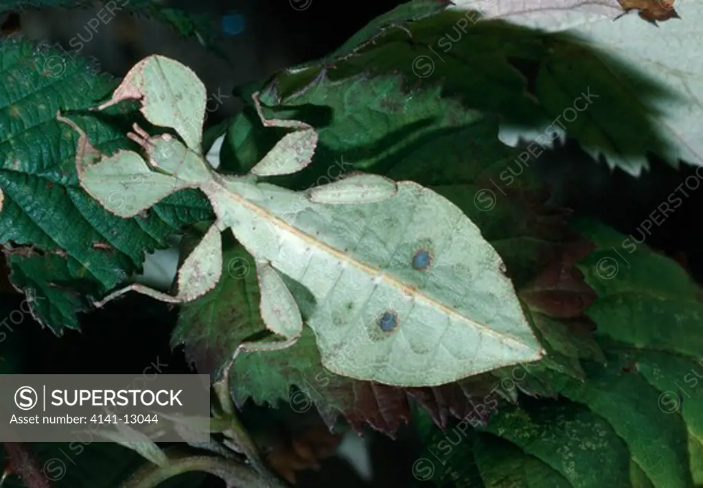 leaf insect phyllium celebicum south-east asia.