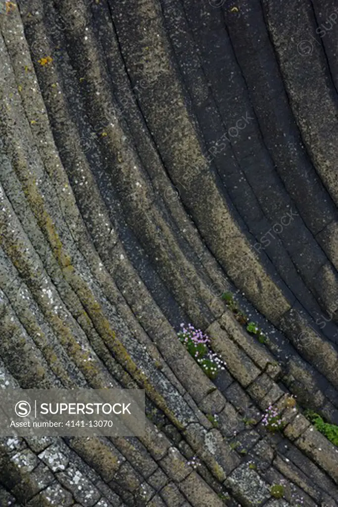rock formations consisting of basalt columns, and thrift isle of staffa, mull, scotland.