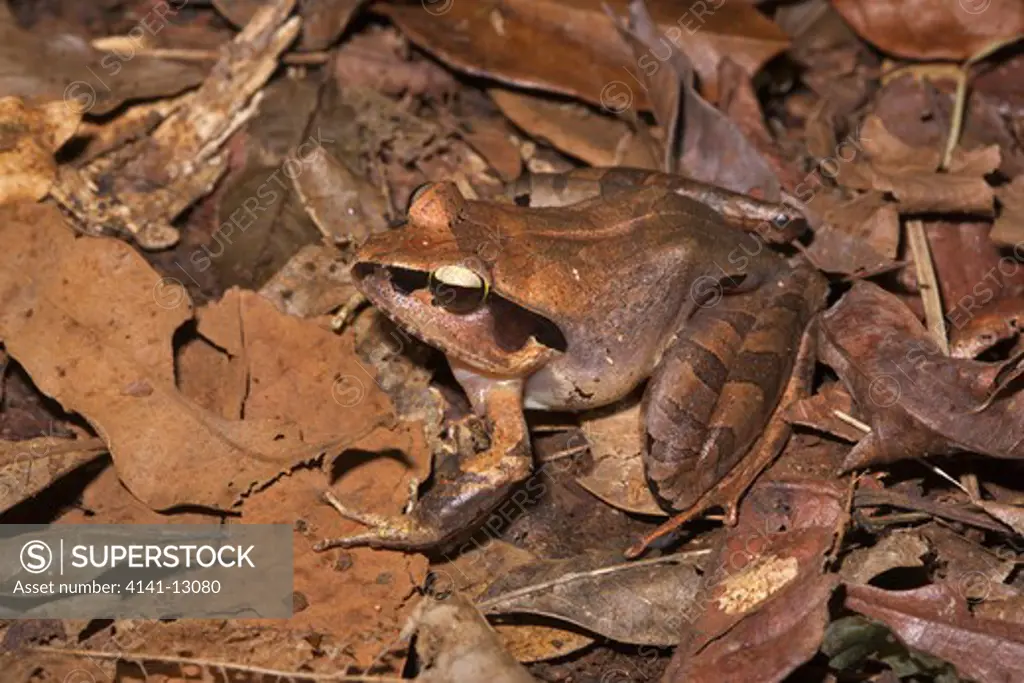 mantidactylus curtus montagne d'ambre national park, madagascar.