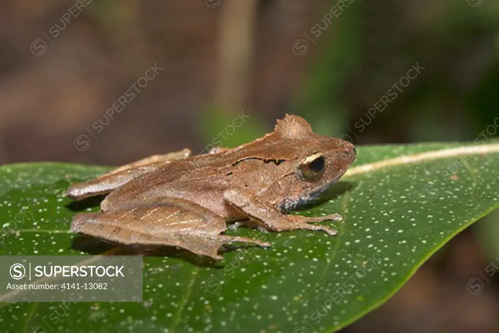 forest tree frog mantidactylus luteus nosy mangabe, madagascar