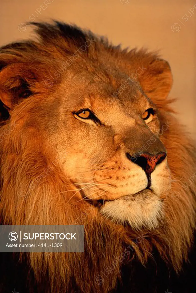 african lion panthera leo male portrait usa