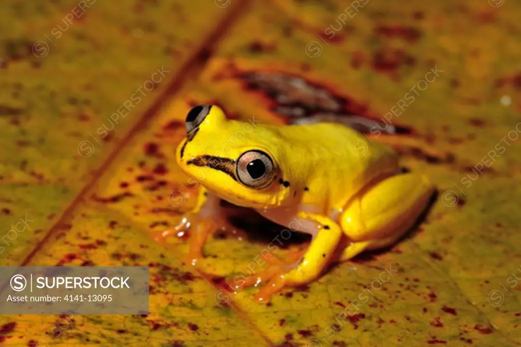madagascar reed frog heterixalus madagascariensis yellow form maroansetra, madagascar.