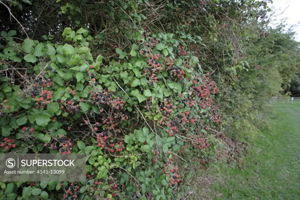 blackberries in a hedge cambridgeshire, england, august.