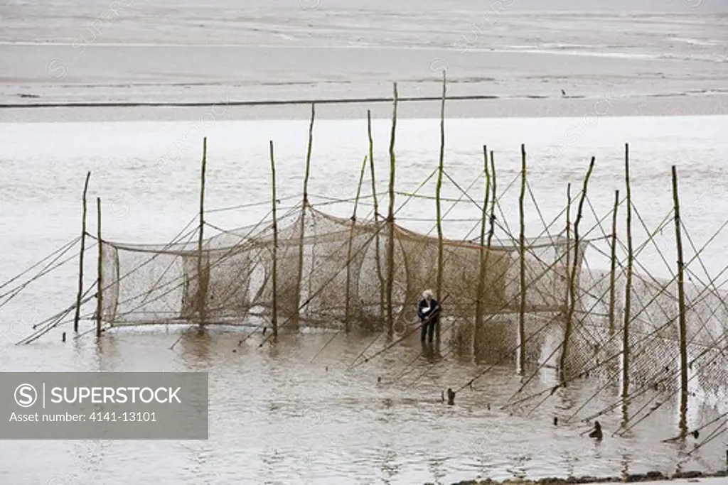 fisherman cleaning fish trap cree estuary, dumfries and galloway, scotland