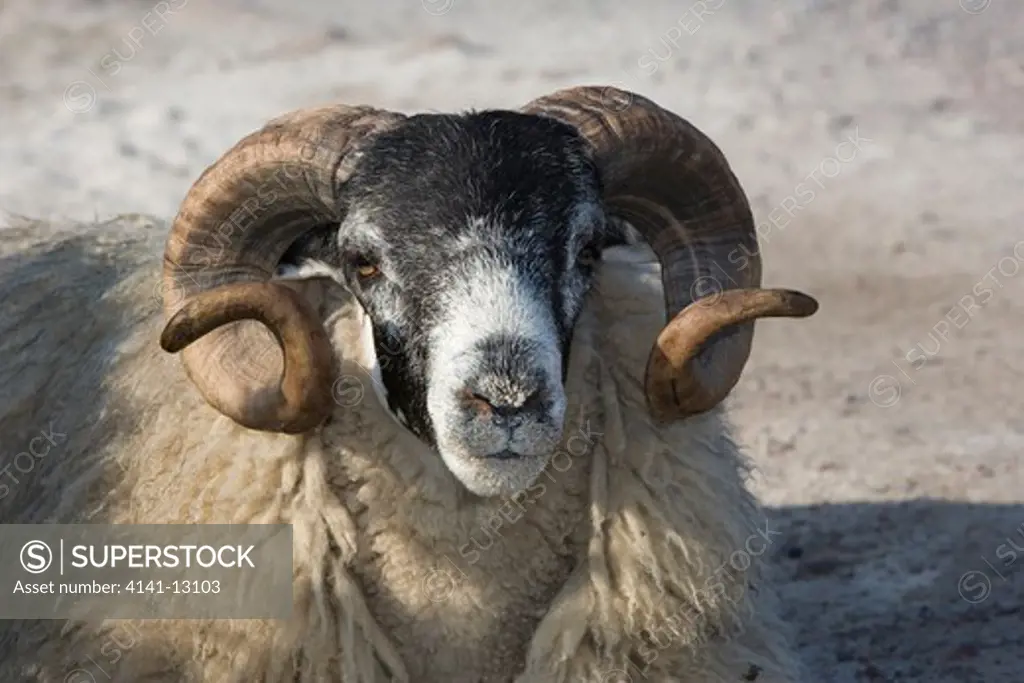 hebridean sheep isle of mull, argyll and bute, scotland