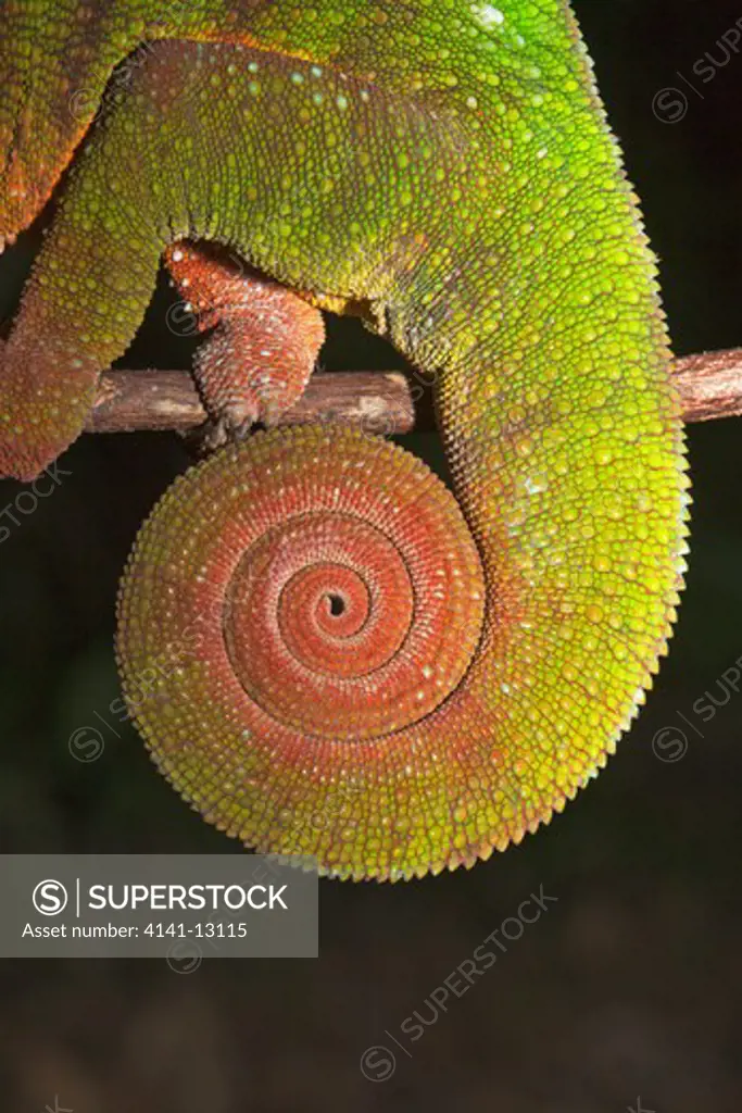 panther chameleon furcifer pardalistail detail nosy mangabe, madagascar