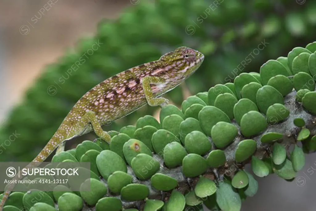 jewelled or carpet chameleon furcifer lateralis berenty, madagascar. 