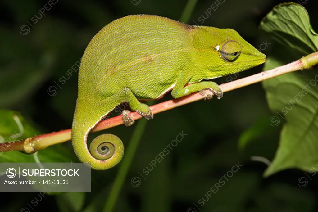short-nosed chameleon calumma gastrotaenia at night andasibe, perinet, madagascar. 