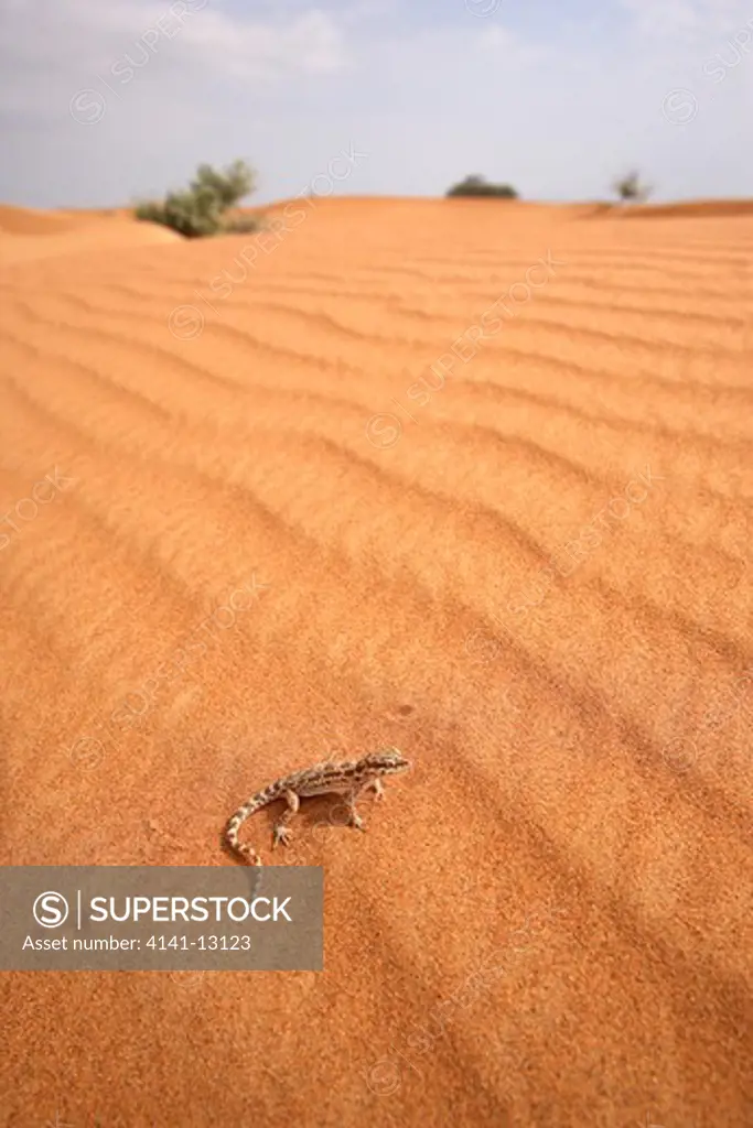 arabian desert gecko bunopus tuberculatus dubai